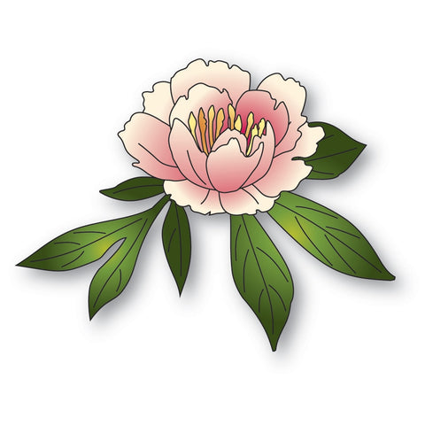 Gentle Peony Bloom